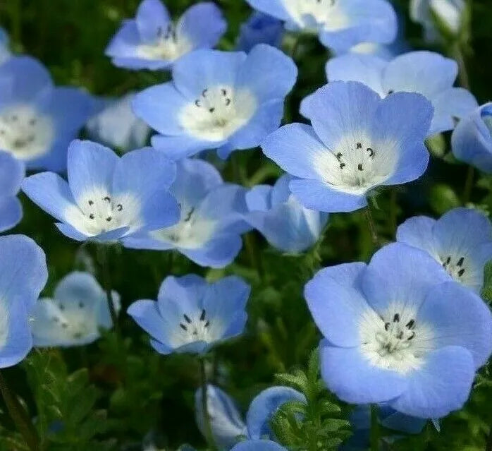 Baby Blue Eyes Seeds 300+ Annual Flower Garden Plant Nemophila menziesii for Bees & Butterflies, Free Shipping