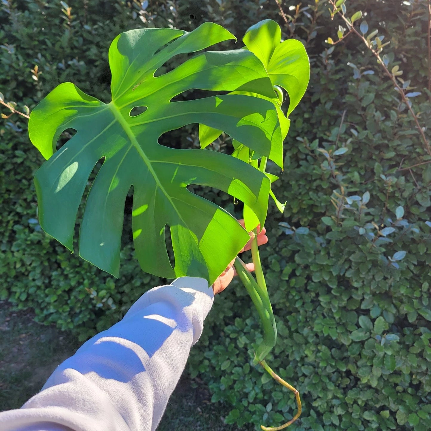 Large Monstera Deliciosa Rooted Cutting β Live Tropical Plant | Swiss Cheese Plant Cutting | Mature Split-Leaf Philodendron