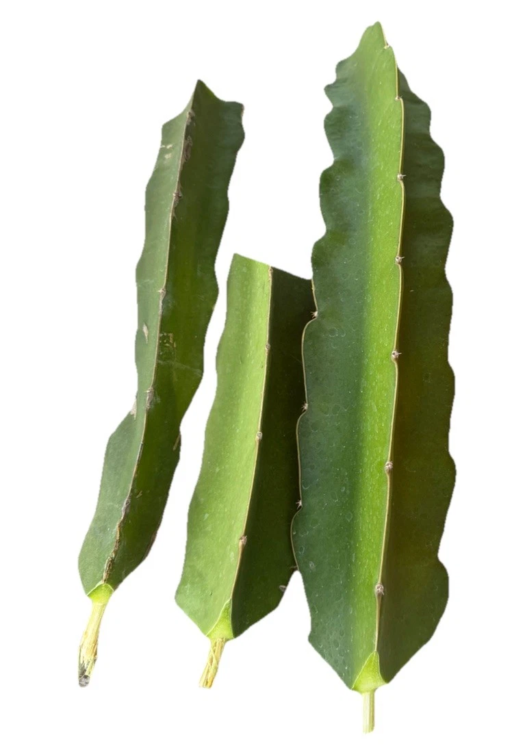 Vietnam White Dragon Fruit Cuttings 3 Count Hylocereus undatus Pitaya Cactus for Planting