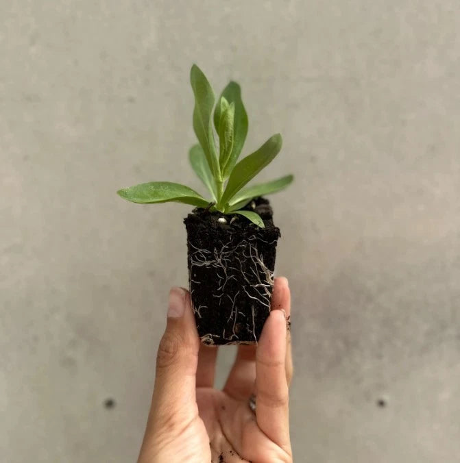 Lisianthus Lilac Shade Live Plant 2โ5โ Tall - Bareroot Eustoma grandiflorum - Delicate Perennial Flower for Zones 8โ10