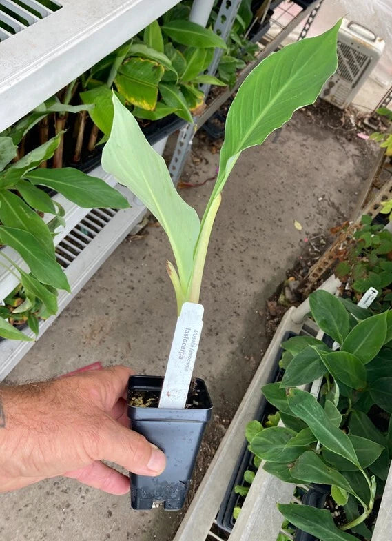 Chinese Dwarf Banana β Golden Lotus Banana β Musella lasiocarpa Live Plant β Ornamental Cold Hardy β Rare Tropical Accent Plant