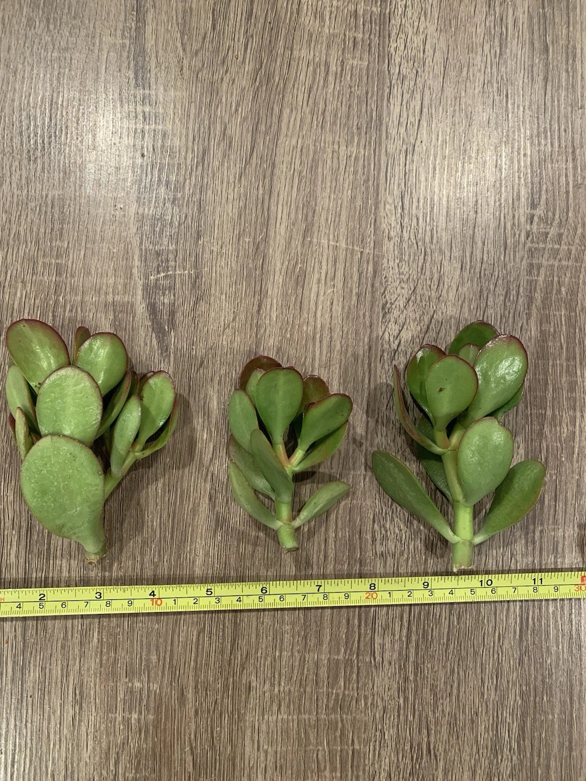 3 Sunset Jade Plant Cuttings β Crassula Ovata β Unrooted Succulent Stems for Propagation β Easy to Grow, Colorful Indoor Plant