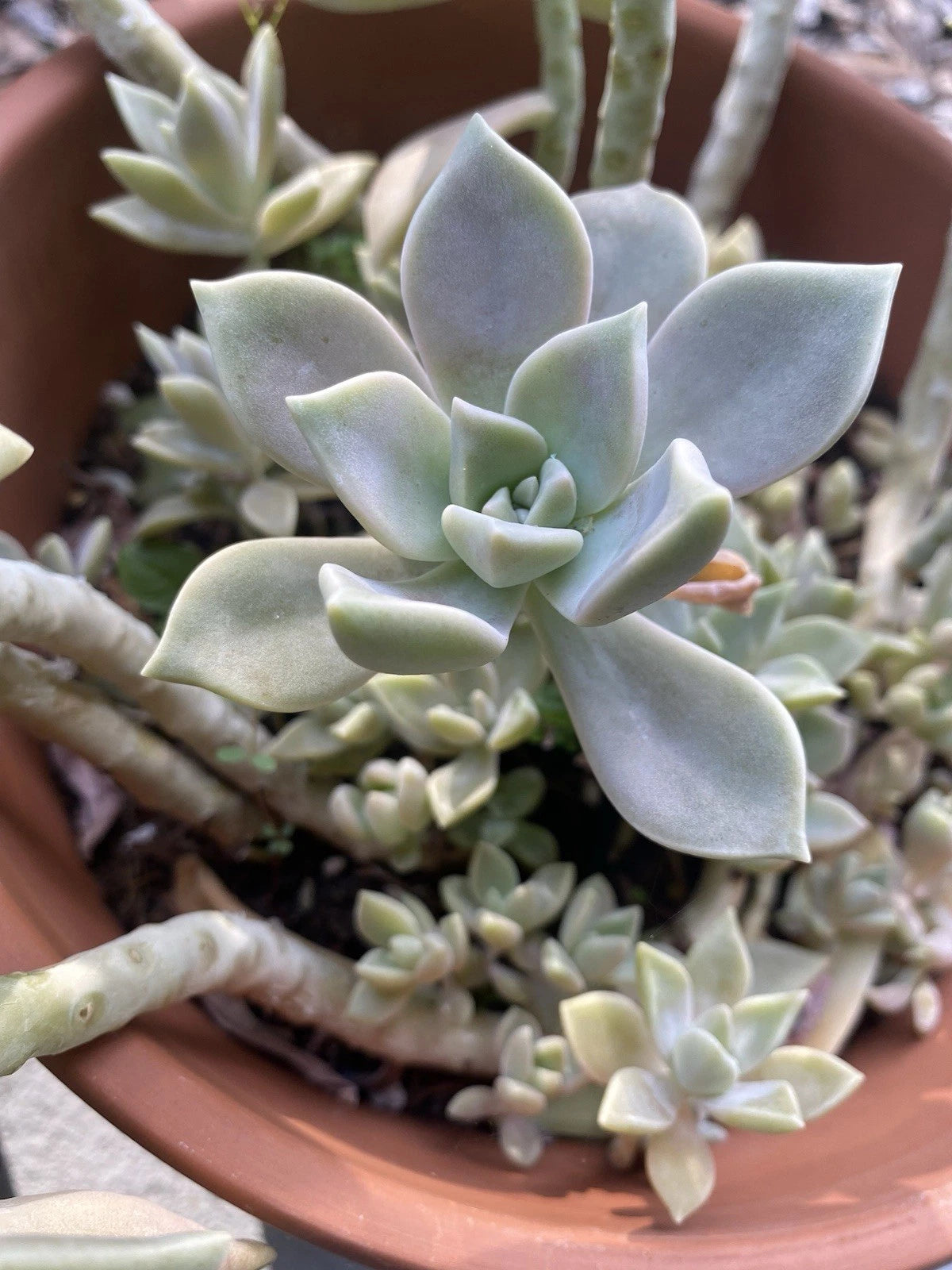 ghost plant indoors Graptopetalum Paraguayense Ghost Plant Rooted Cuttings in 2-Inch Pot