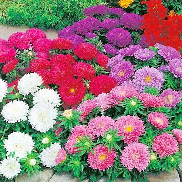 China Aster Powder Puff Mix Seeds - 250+ Premium Cut Flower Seeds for Summer & Fall Garden Container
