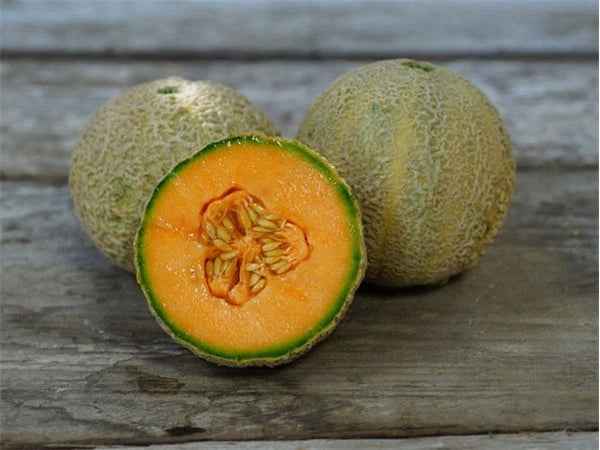 Cantaloupe Seeds - Honey Rock Variety - Fresh Seeds for Planting - Cucumis melo