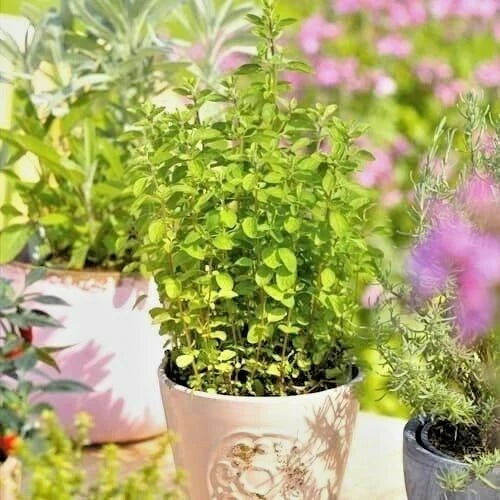 Italian Oregano Seeds - Organic Herb for Patio Container Garden - Perennial (Origanum vulgare) - 500+ Seeds