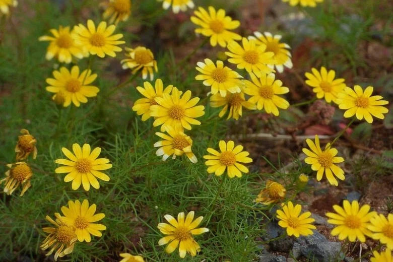 Dahlberg Daisy Seeds - 200+ Count - Thymophylla Tenuiloba - Perfect for Garden Planting