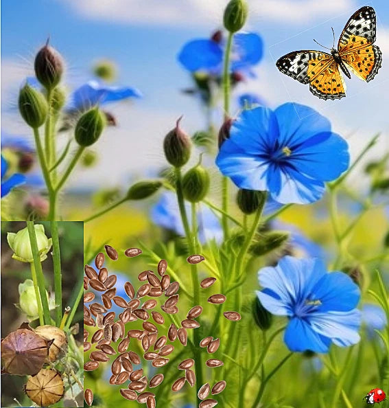 Blue Flower Flax Seeds - 200+ Non-GMO Wildflower Seeds (Linum lewisii) - USA Grown Linseed for Garden or Wildflower Mix