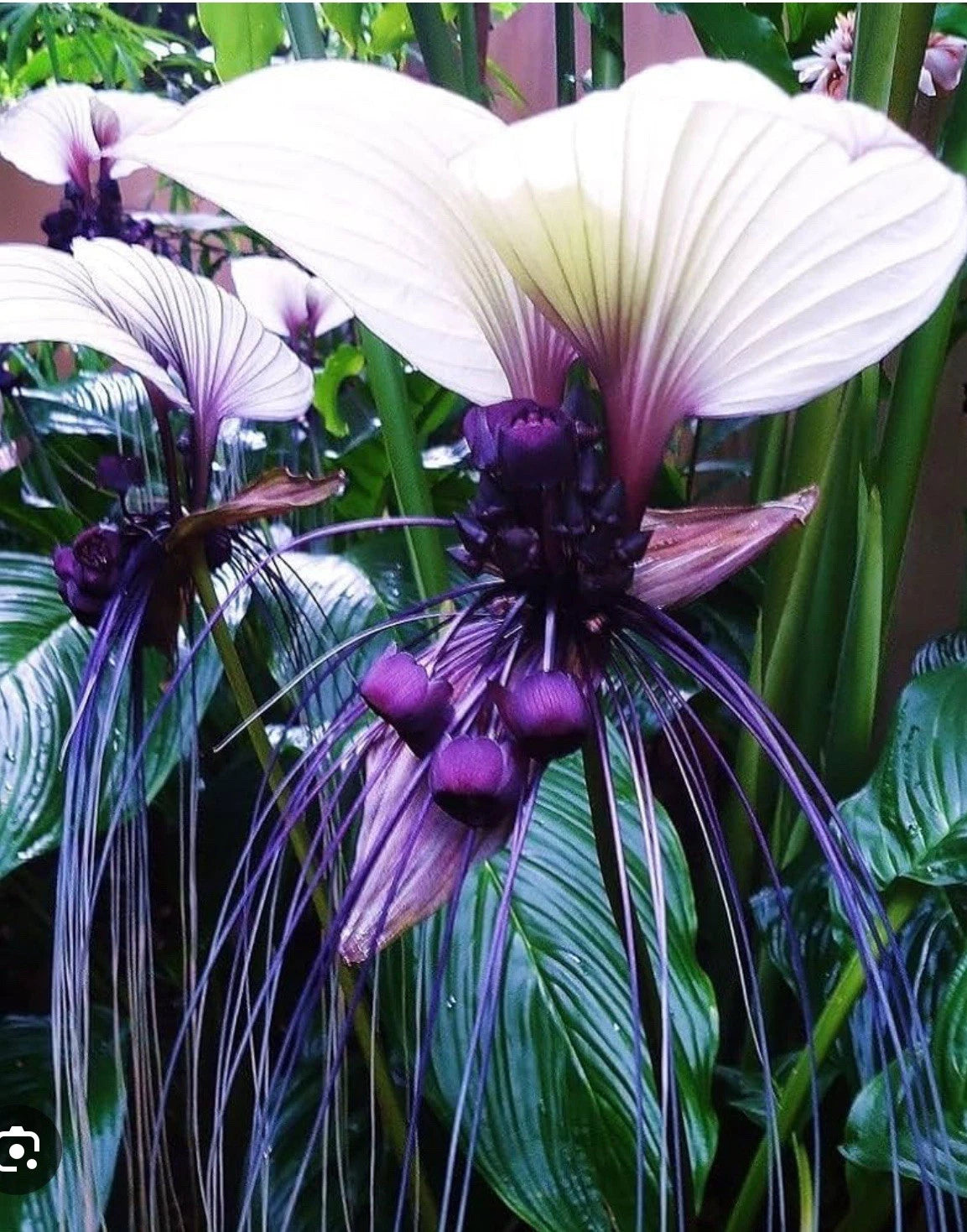 bat plant indoors White Bat Flower Starter Plant - Tacca integrifolia - Black Lily