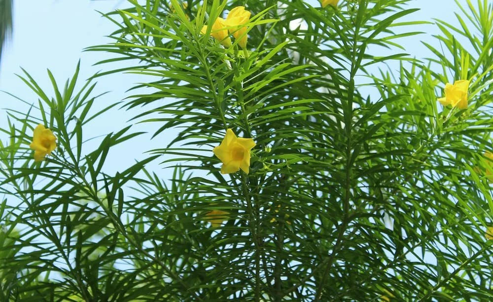 Lucky Nut Bush Seeds - 5 Seeds - Thevetia peruviana