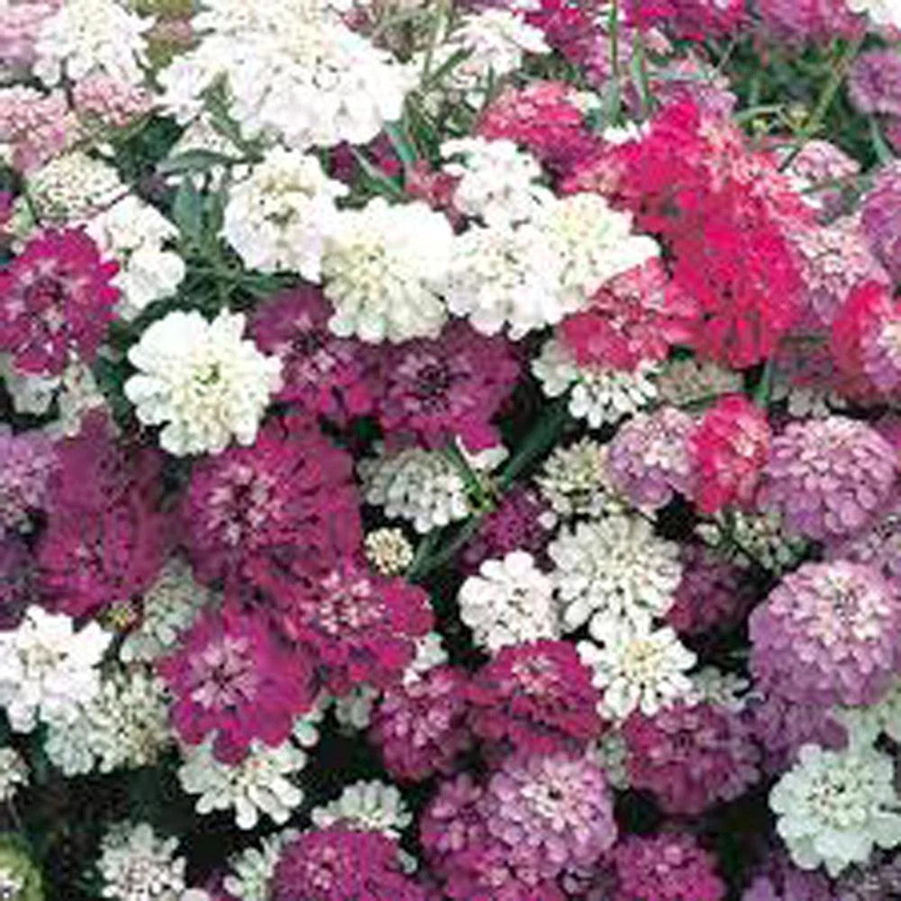 Candytuft Seeds, Dwarf Fairy Mix, 500 Seeds, Pink Lavender White Flowers, Iberis umbellata