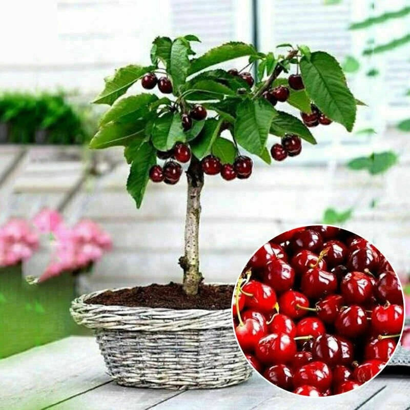 20PC Organic Cherry Seeds | Bonsai Fruit Seeds | Prunus avium | Garden Planting Supplies