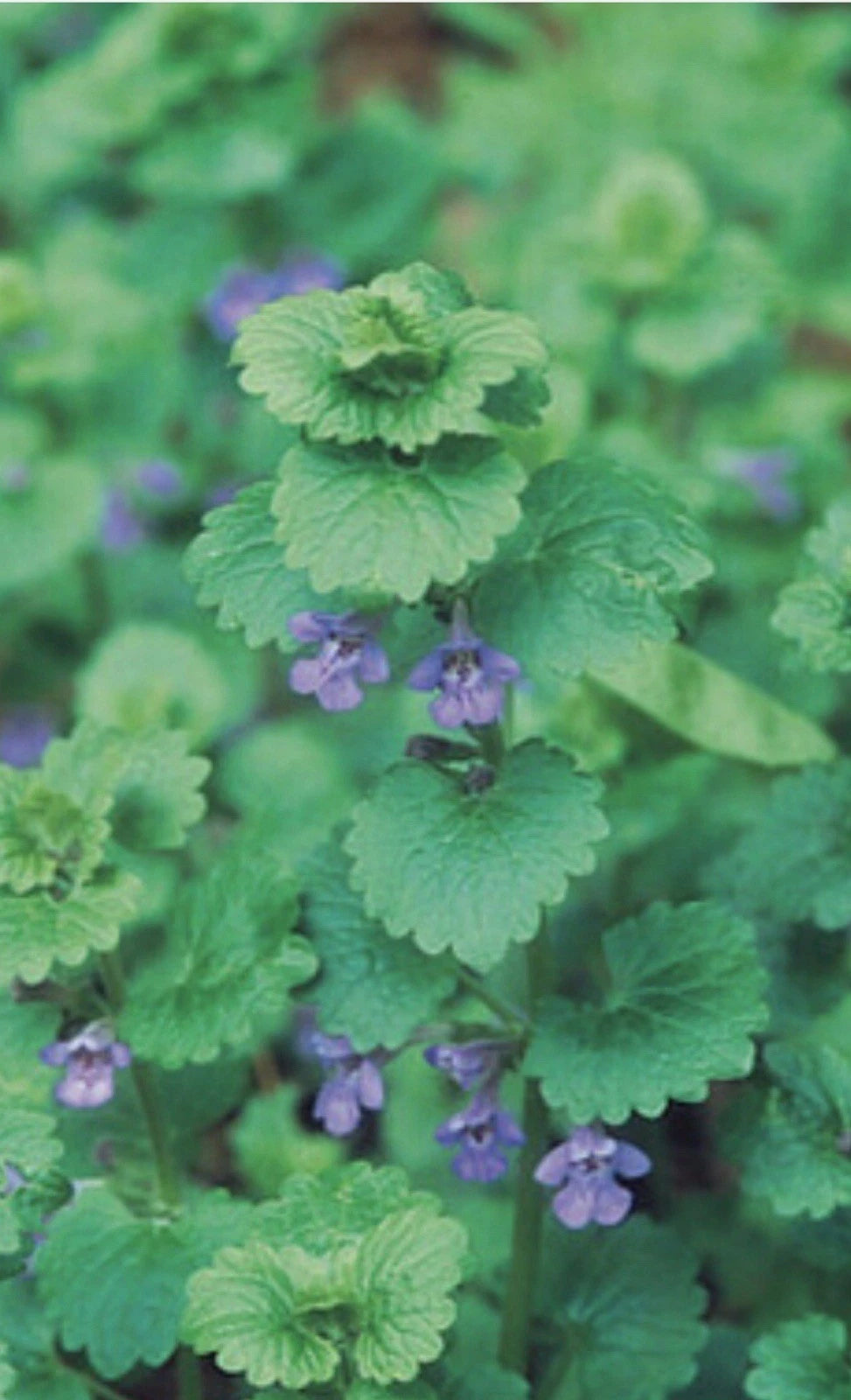 Creeping Charlie Live Vine Plant 10 Roots Evergreen Glechoma hederacea –  Jayme Garden