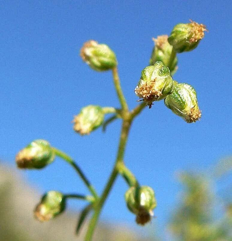 Tarragon Herb Seeds - 50 Seeds - Dragon Herb