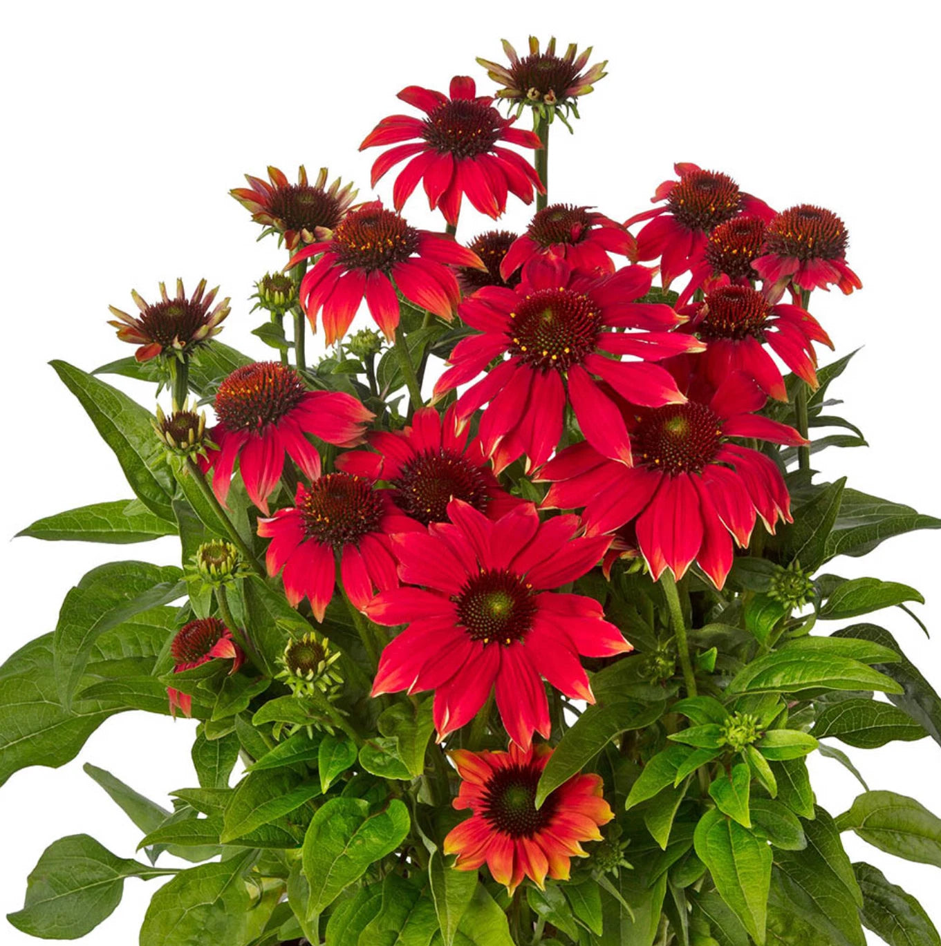 Echinacea Prairie Blaze Orange Sunset Live Perennial Plants, 4 Plugs, 72 Size, Echinacea purpurea, Attracts Butterflies & Hummingbirds