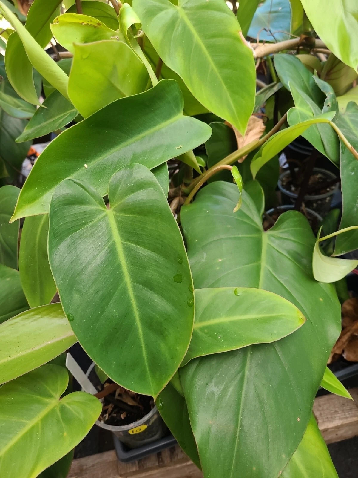 emerald philodendron Philodendron Cutting 7-10 Inches Tall Green Emerald Philodendron (Phil – Jayme Garden