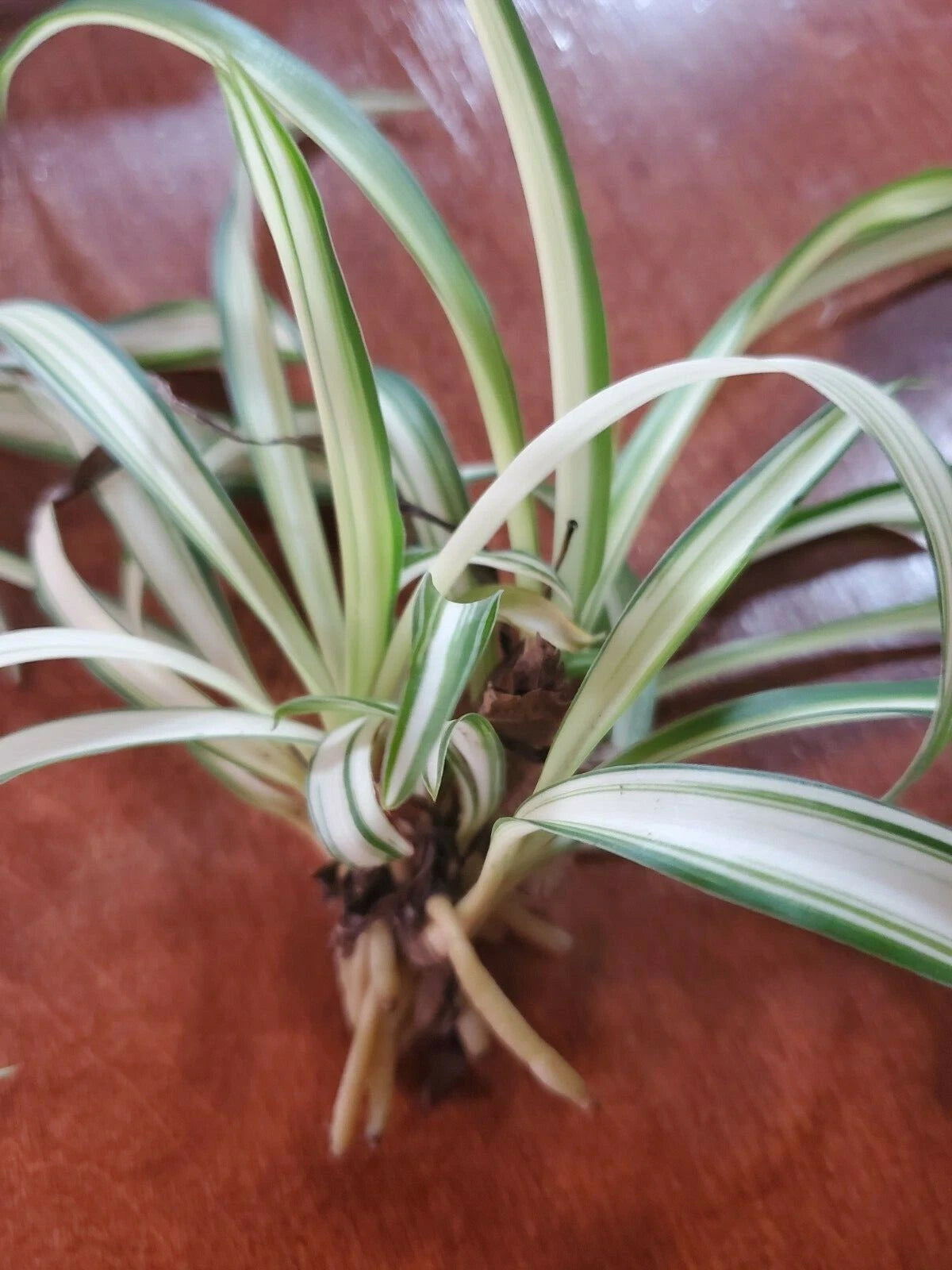 Airplane Spider Plant Rooted Start - Variegated Live Plant - Chlorophytum comosum