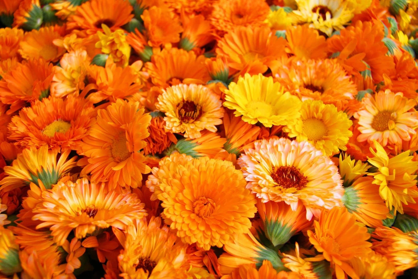 Calendula Seeds 250+ for Planting - Pacific Beauty Mix - Organic Garden Seeds - Calendula officinalis