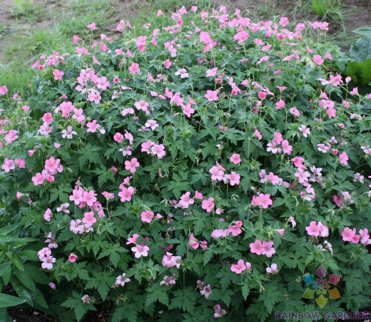 25+ Wageningen Geranium Seeds for Garden Planting - Pelargonium x hortorum - Non-GMO, Flowering Variety