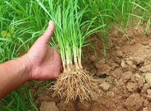 30 Fresh Garlic Chinese Chives Bare Roots Live Plant Allium tuberosum - Leeks for Culinary Use