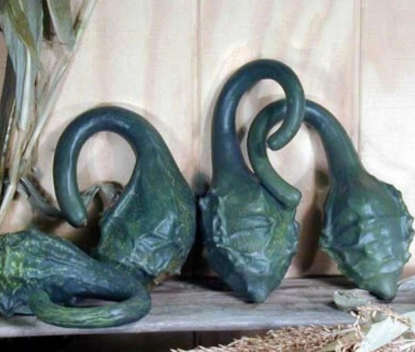 Caveman's Club Dinosaur Gourd Seeds - 20 Heirloom Maranka Squash - Rare Gardening Seeds for Unique Plants