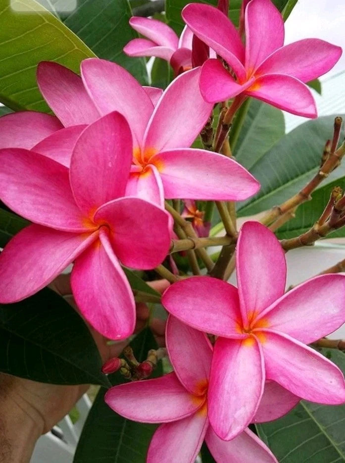Bright Pink Plumeria Cutting - Hawaiian Fusha - Tropical Flowering Plant - Plumeria spp.