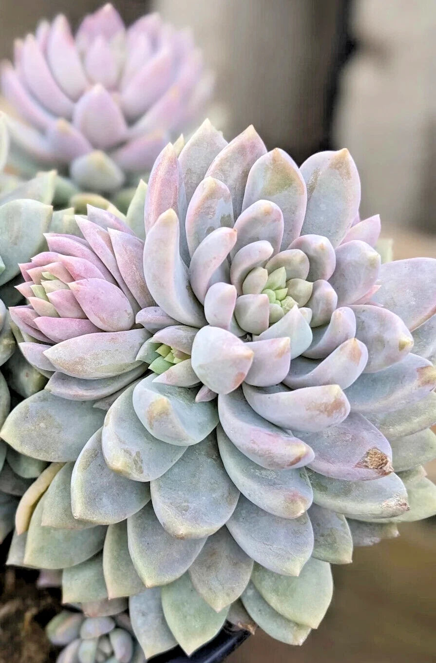 rare succulent plants Rare Succulent Plant - 2" Diameter - Sedeveria 'Lilac Mist'