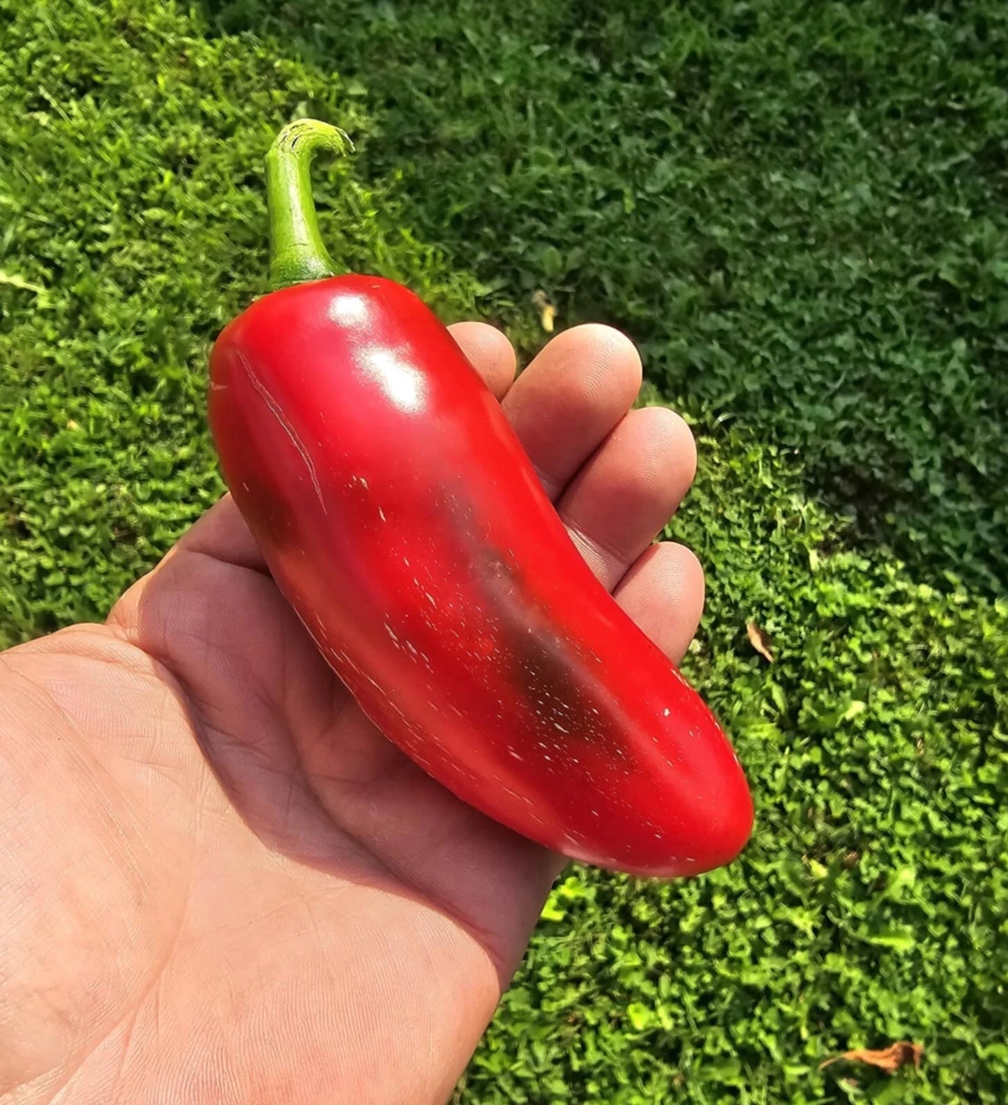 Mammoth Jalapeno Hot Pepper Seeds - 50+ Heirloom Seeds - Fresh and Organic - Capsicum annuum