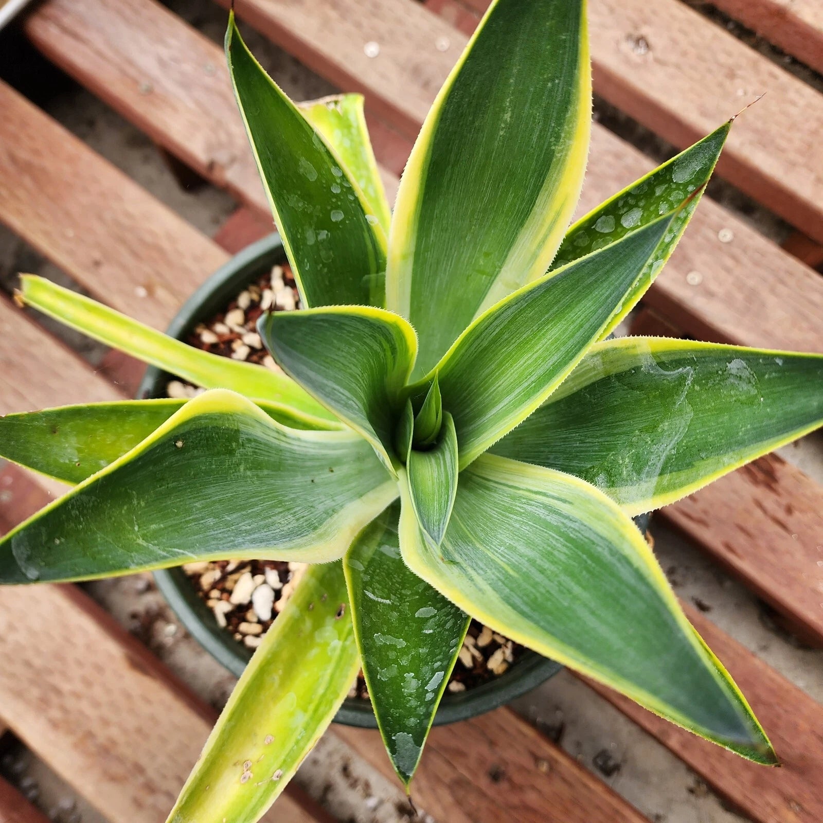 Variegated Agave Blue Flame Starter Plant - US Stock, Fast Shipping