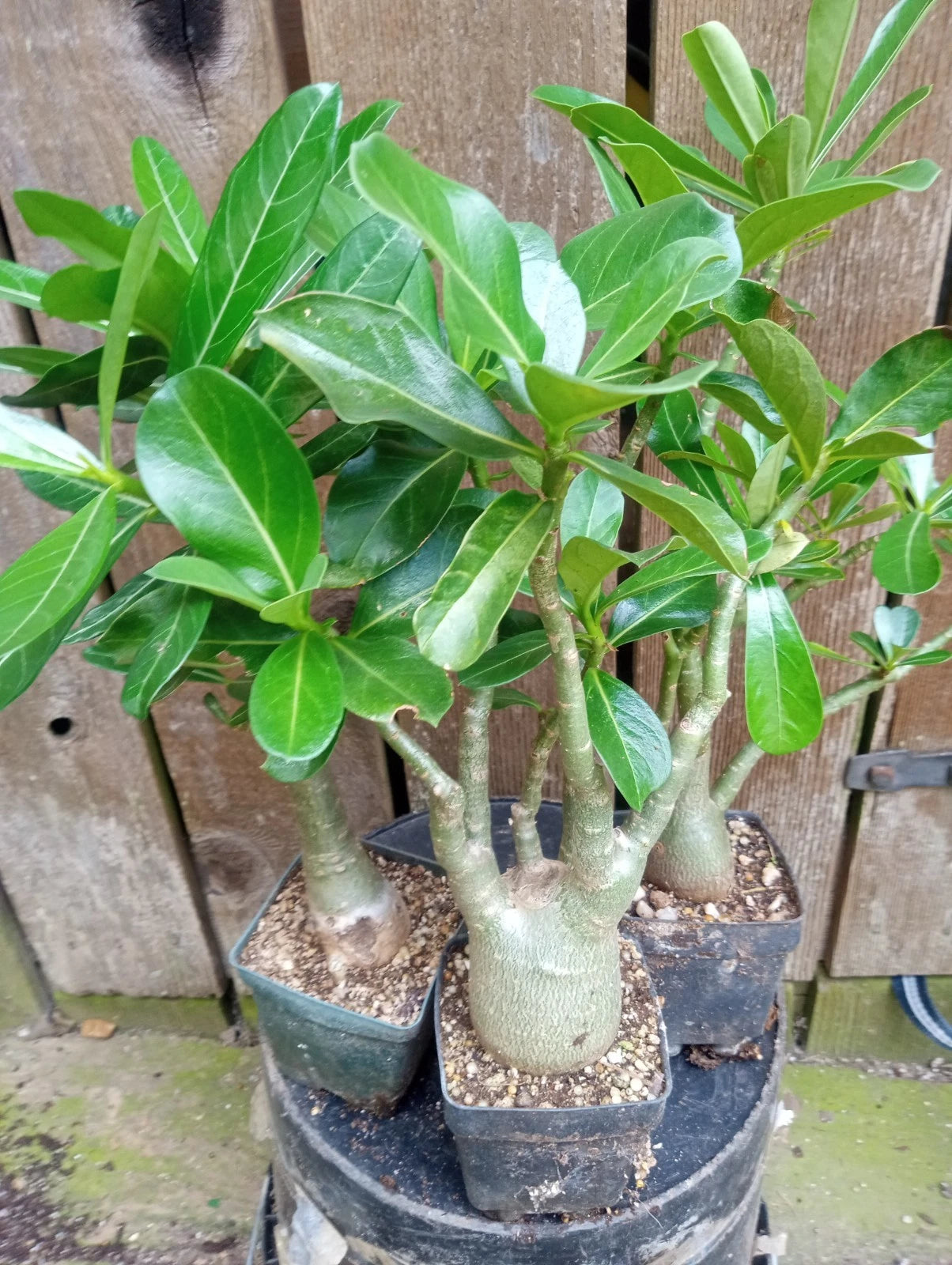 Adenium Desert Rose Plants - Fully Rooted Potted (4 Inch) - Mixed Colors - Adenium obesum