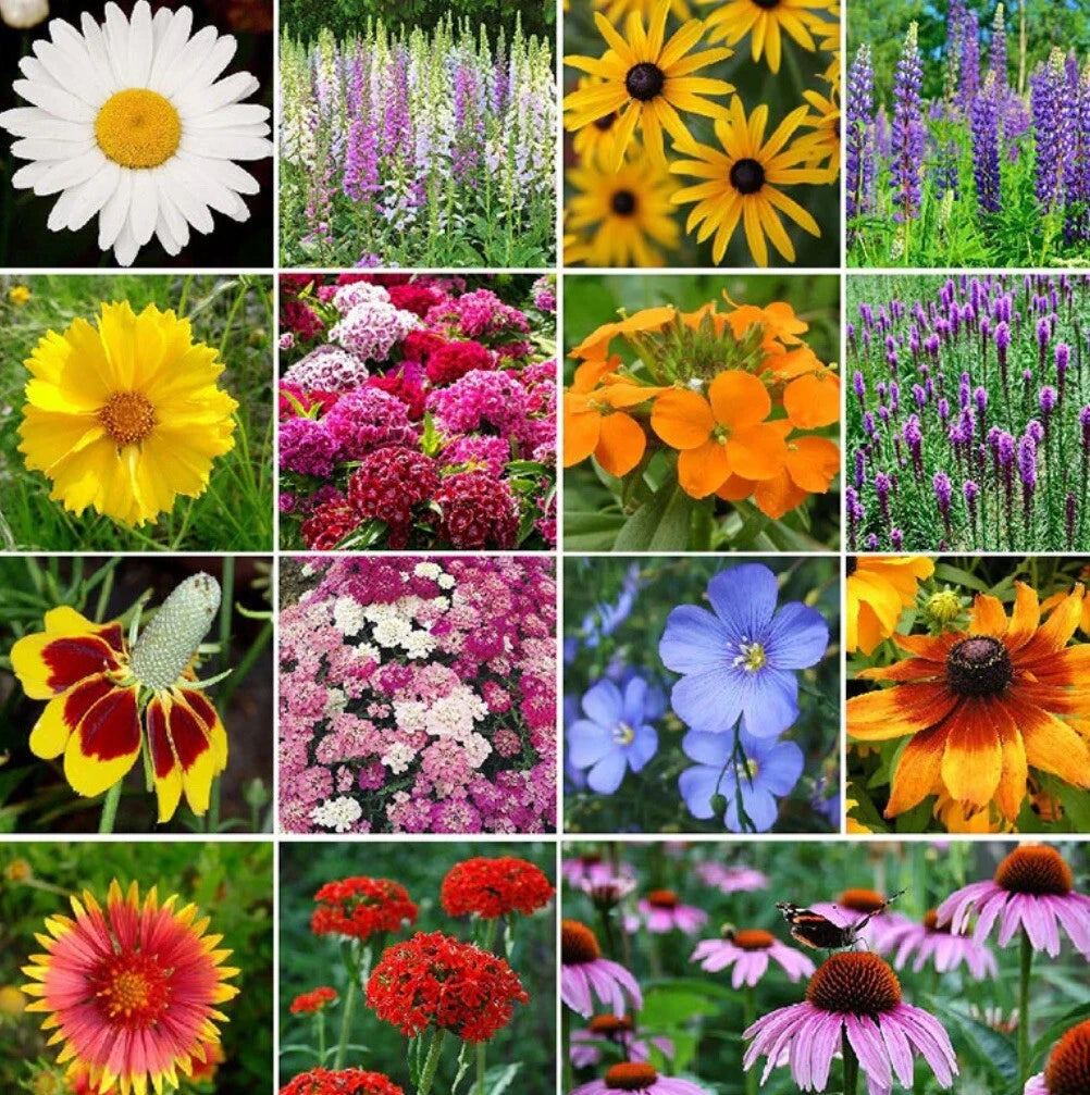 natural wildflower seeds Perennial Wildflower Seed Mix - 1.8g, 19 Varieties - All Natural Flower  Seeds for Garden