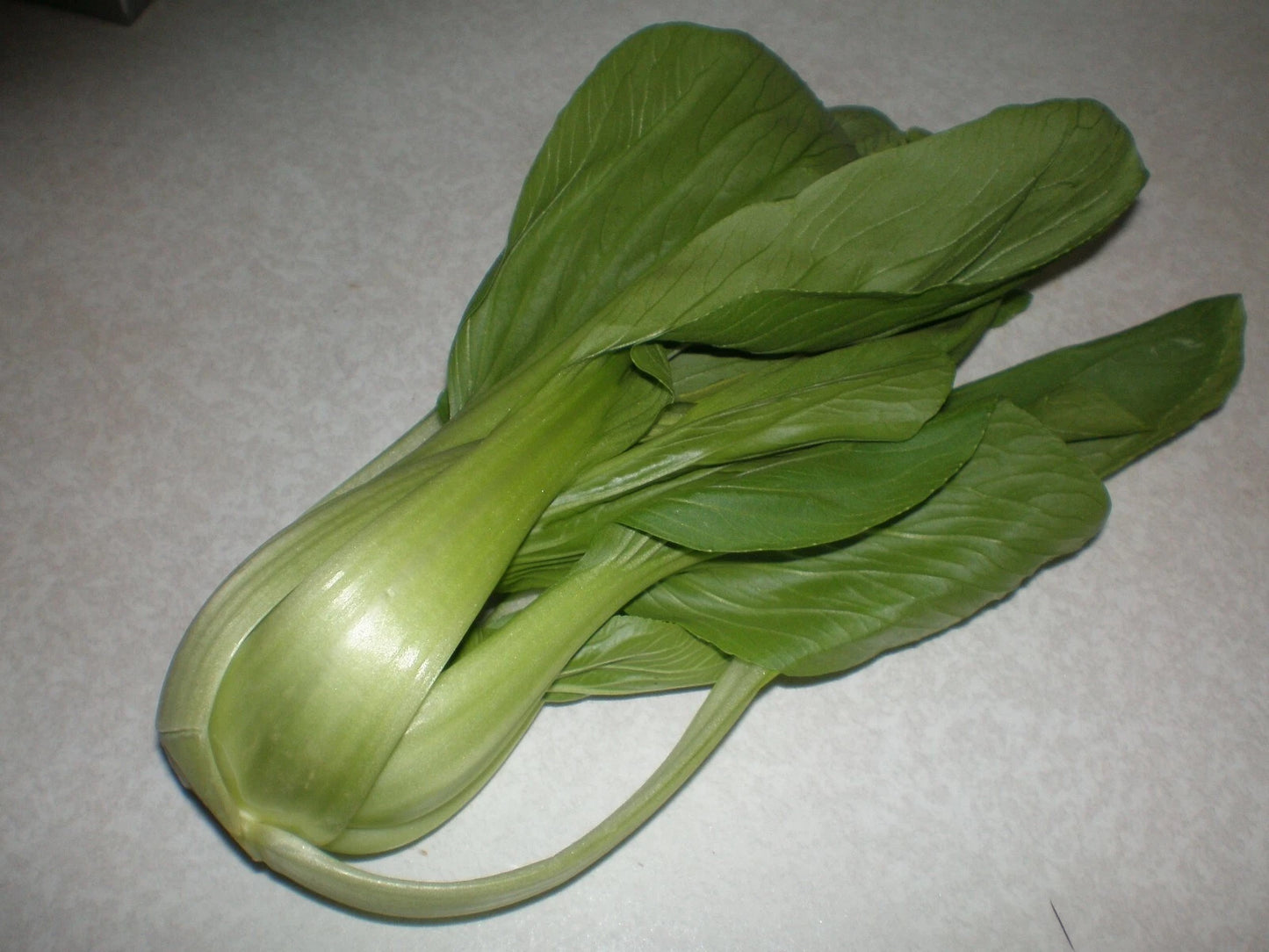 Cabbage Pak Choi Seeds, 2000 Count, Taisai Variety, Brassica rapa Chinensis