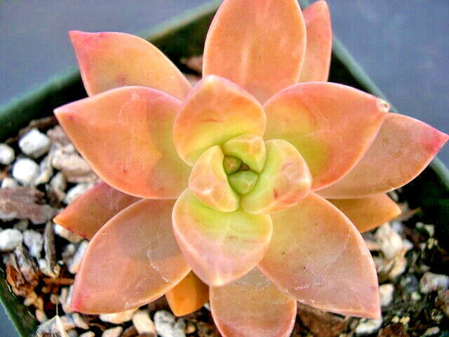 GRAPTOSEDUM 