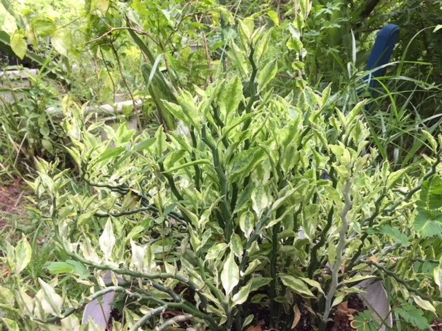 is euphorbia tithymaloides indoor plant Euphorbia Tithymaloides Variegata Cuttings, Devil's Backbone, 8 Cuts + 2 Roots, Unique Plant for Indoor Gardening – Jayme Garden