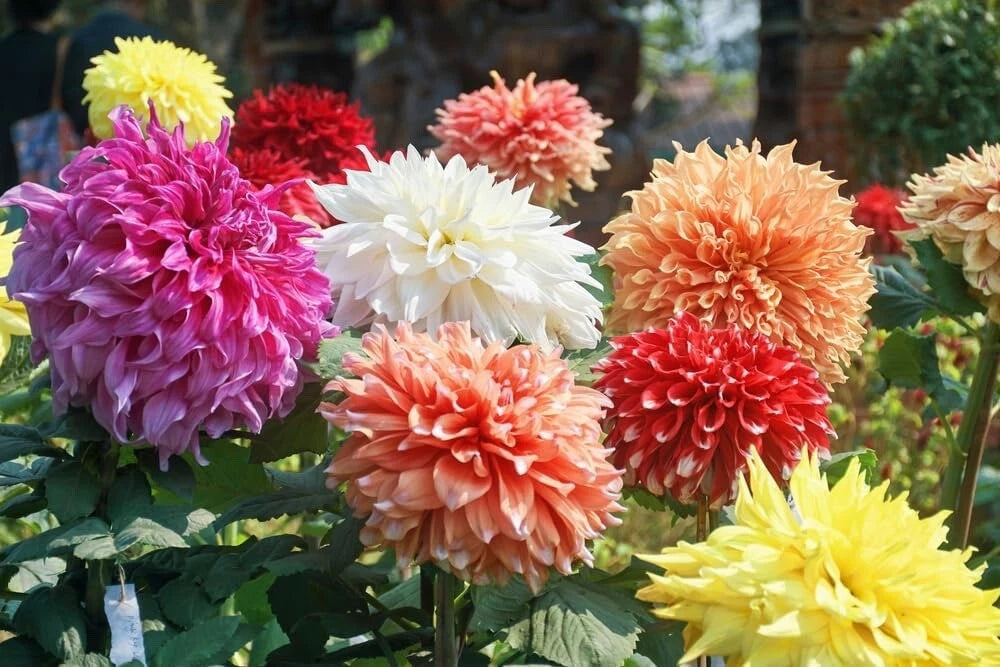 Giant Dahlia Flower Bulbs - Mixed Color Assortment - Dahlia spp. - Perfect for Gardens and Floral Arrangements