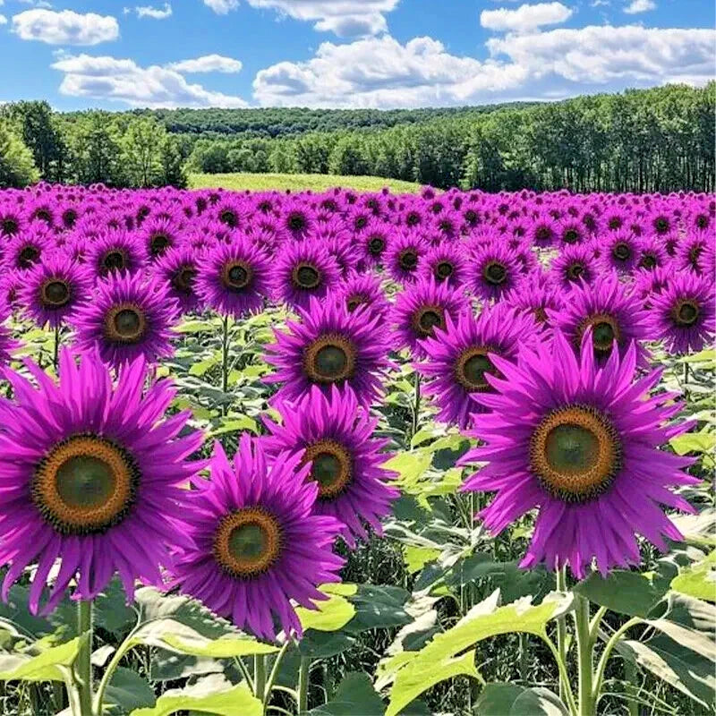 50 PCS Purple Sunflower Seeds - Violet Glow Variety - Helianthus annuus