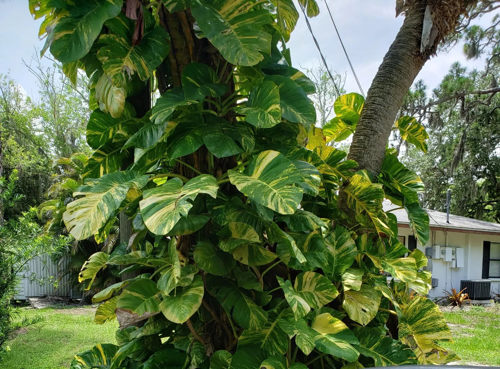 giant hawaiian pothos vs golden pothos Giant Variegated Golden Pothos Cutting
