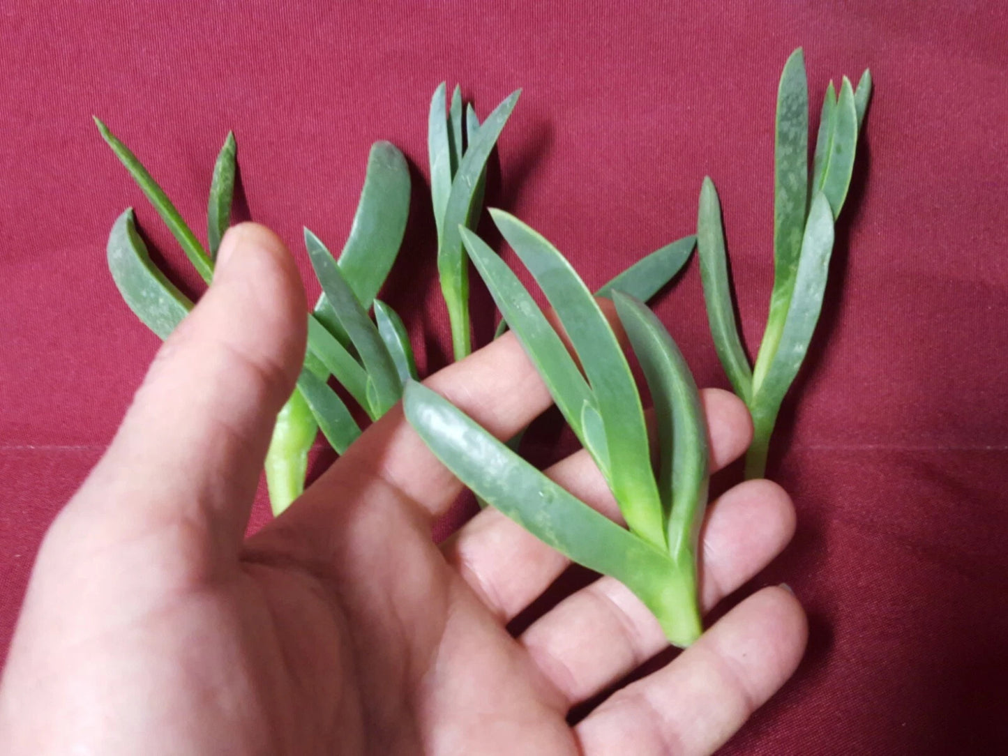 Ice Plant Cuttings 7 x 3-4 Inches Coastal Delosperma Live Succulent Greenery