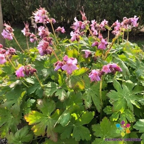 25+ Ingwersen's Variety Geranium Seeds - Perennial Flower Seeds for Garden - Pelargonium spp. - USA - Free Shipping