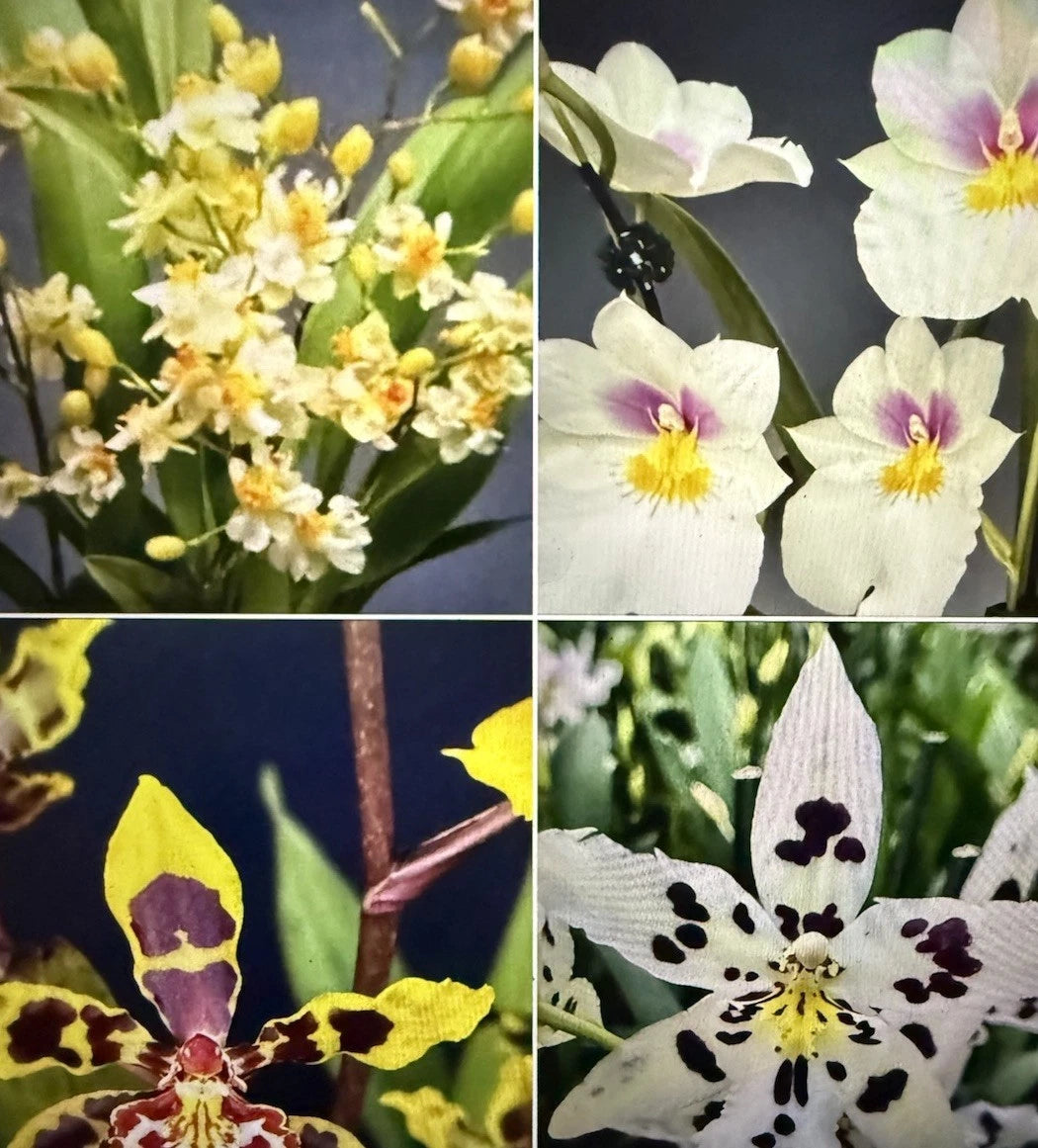 Orchid Plant Bulbs - Oncidium & Miltonia Mix - 8 Bare Root Bulbs - Unique  Varieties for Home or Garden  Jayme Garden