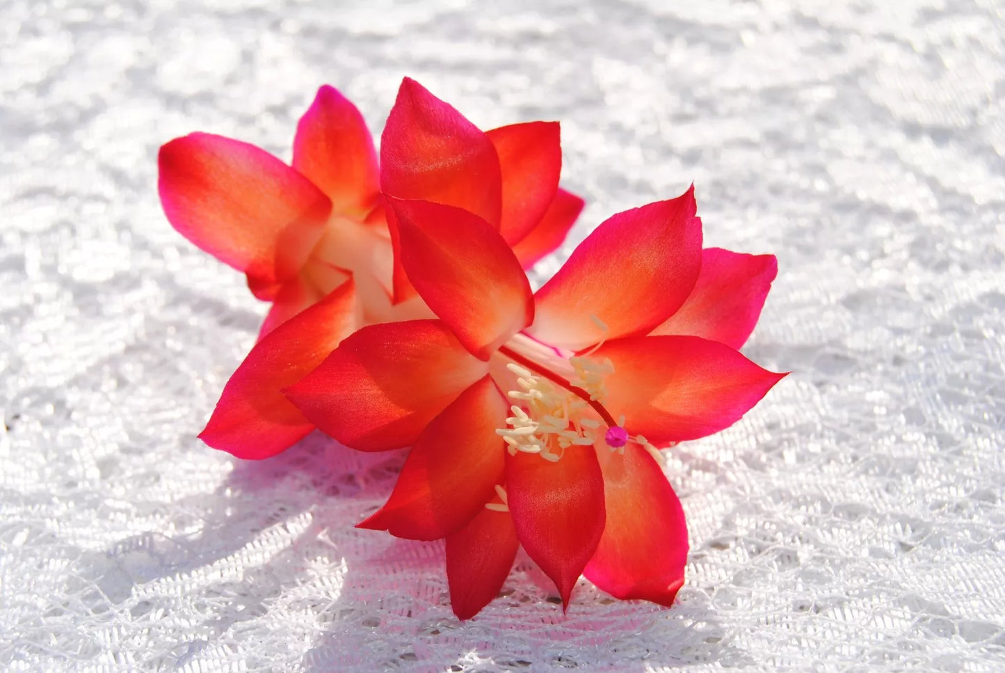 Christmas Cactus Starter Plant - Roxanne Variety - Schlumbergera Truncata - Healthy Well Rooted