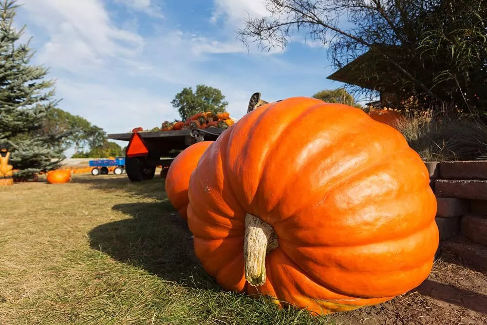 Atlantic Giant Pumpkin Seeds | 10 Seeds | World Record Variety | Ideal for Planting