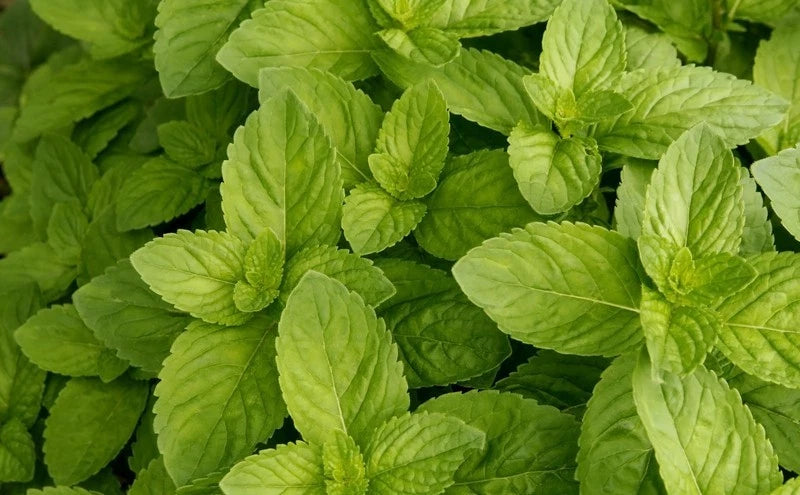 Spearmint Seeds Bulk 1000 Count - Mojito Mint, Mint Julep, Confectionery - Herbal Tea & Aroma (Mentha spicata)