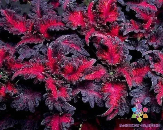 Black Dragon Lulu Coleus Seeds - 25+ Pack for Garden Planting - Coleus blumei - USA - Free Shipping