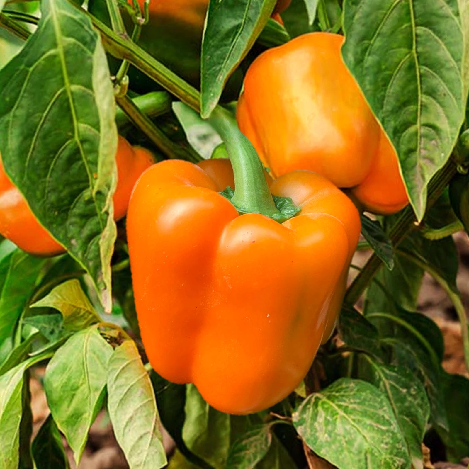 planting orange pepper seeds Orange Sun Sweet Bell Pepper Seeds - Heirloom Non-GMO for 2025 Planting