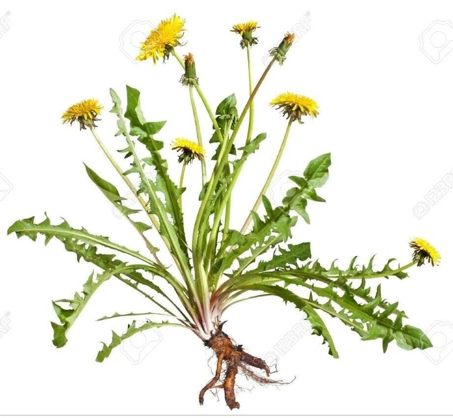 Dandelion Plants 75+ Wild Organic Non-GMO Heirloom Taraxacum officinale
