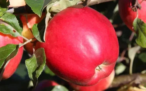 25+ State Fair Apple Seeds for Garden Planting - Malus domestica - Heirloom Variety - USA Grown