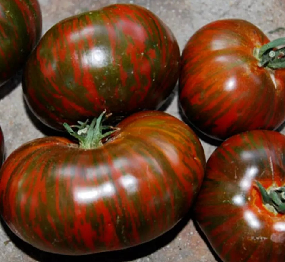 Chocolate Stripes Tomato Seeds 50+ Indeterminate Heirloom Vegetable Garden Seeds, Solanum lycopersicum