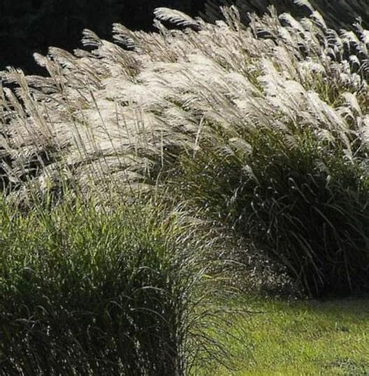 Chinese Silver Grass Seeds - 100 Count - Miscanthus sinensis - Ornamental Grass for Garden and Landscape