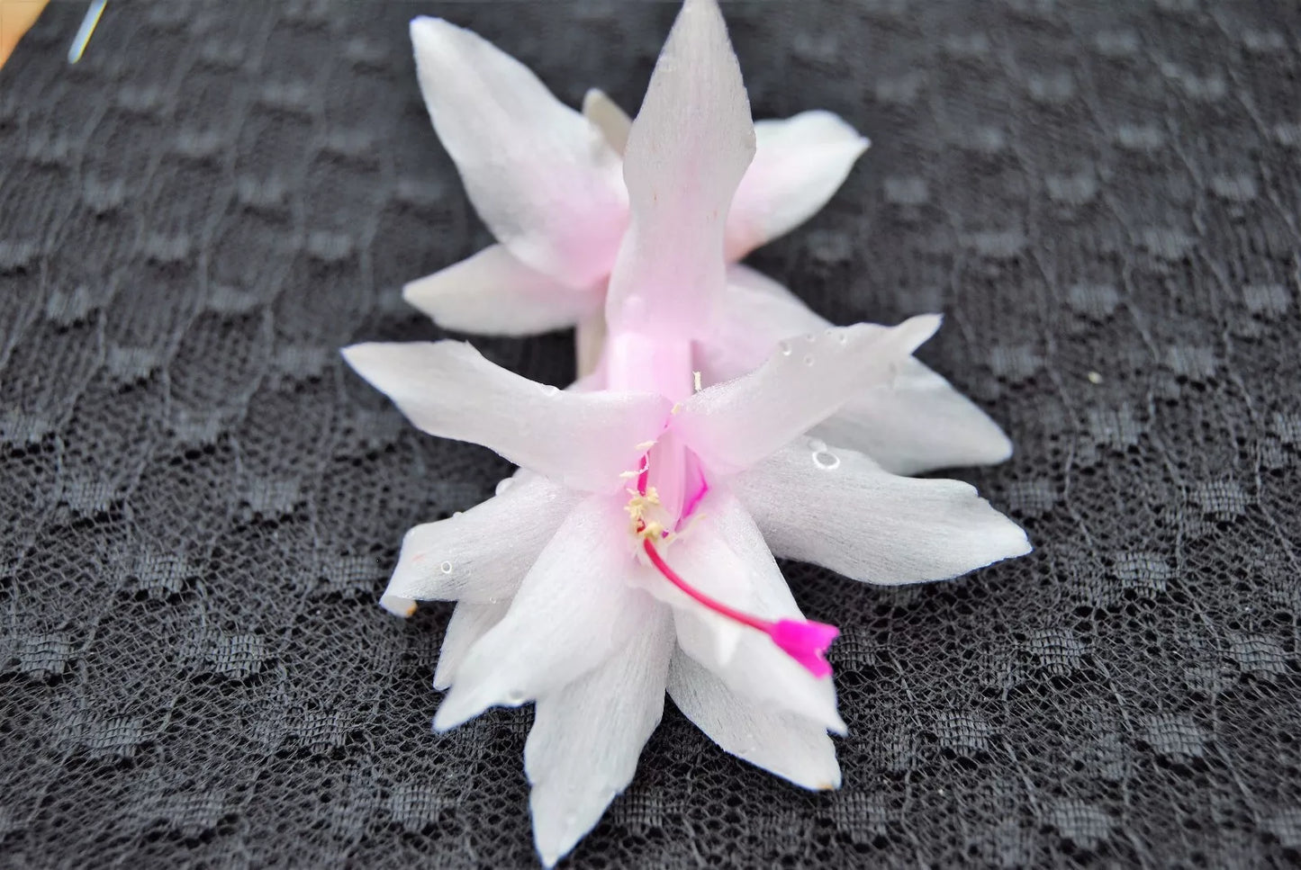 Christmas Cactus Starter Plant - Island Pearl - Schlumbergera Truncata - Healthy Well Rooted Plant